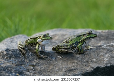 Side view of two cute green frogs and one og them has inftated vocal sacs