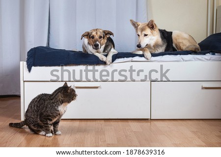 Side view of two mixed breed dogs lying on bed covered blue blanket and looking at old tabby cat sitting on floor in living room