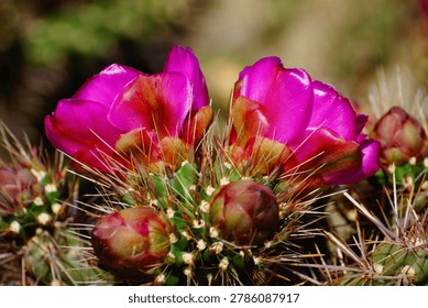 Side View of Two Pink Cactus Flowers