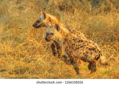 Side view of two spotted hyena cubs species Crocuta crocuta, in the dry bushland. Kruger National Park, South Africa. Iena ridens or hyena maculata outdoor.