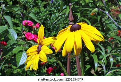 Side view of two sunlit Black-eyed Susan flowers, Derbyshire England
