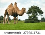 Side view of a two-humped Bactrian camel (Camelus ferus) standing on a grassy hill at West Midlands Safari Park, Bewdley, Worcestershire, England, UK