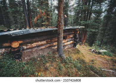 Side view of an underground wooden house in the boreal forest. A wooden cabin built on the mountainside surrounded by great pine trees. A small hut half-buried in the forest taiga during the day