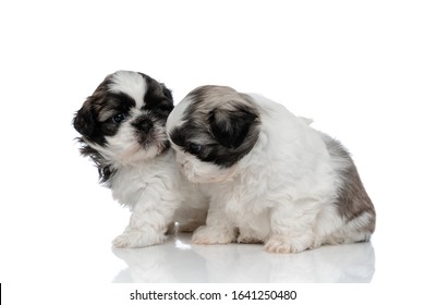 Adorable Shih Tzu Cub Kissing Hugging Stock Photo (Edit Now) 1641250579