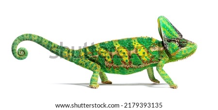 side view of a veiled chameleon, Chamaeleo calyptratus, isolated on white