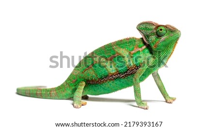 side view of a veiled chameleon, Chamaeleo calyptratus, isolated on white