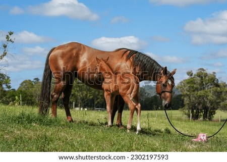 Side view of very young Quarter Horse foal standing beside her mother in the field. 