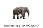 Side view of walking Asian Elephant isolated on white background.