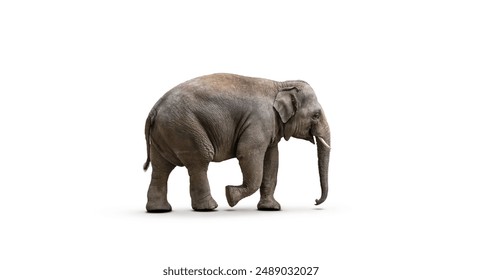 Side view of walking Asian Elephant isolated on white background.