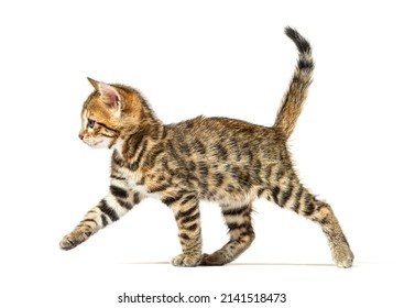 Side View Of A Walking Bengal Cat Kitten, Six Weeks Old, Isolated On White