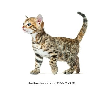 Side View Of A Walking Bengal Cat Kitten, Six Weeks Old, Isolated On White