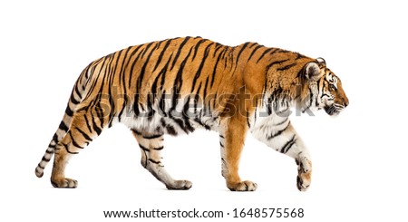 Side view of a walking tiger, big cat, isolated on white