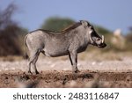 side view of a warthog at a waterhole in Namibia