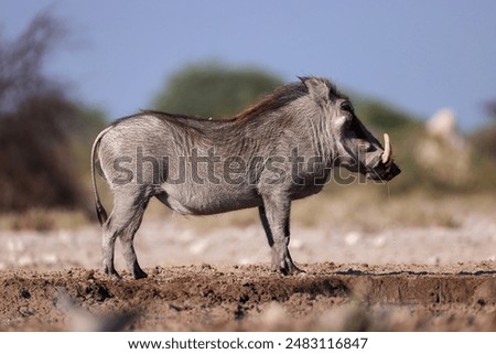 side view of a warthog at a waterhole in Namibia