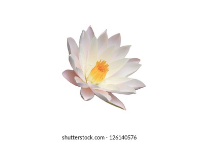 Side View Water Lily White In Isolated