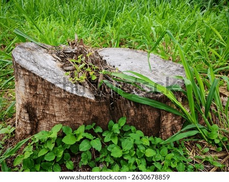 Side view of a weathered tree stump surrounded by fresh green vegetation and grass, with small shoots sprouting from the center, symbolizing regeneration and resilience in nature. 