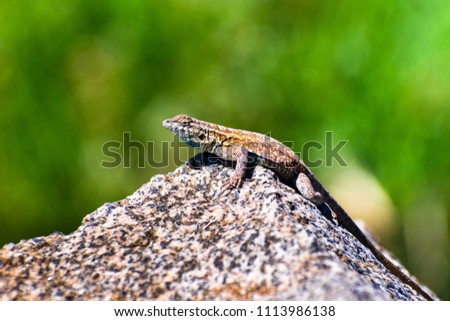 Side view of Western Side-blotched Lizard (Uta stansburiana elegans) sitting on a rock on a sunny day; blurred green background; Mt Wilson, Los Angeles county, California