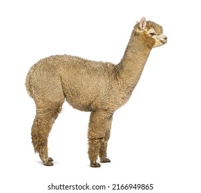 Side View Of A White Alpaca - Lama Pacos, Isolated On White