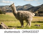 side view of a white alpaca standing in the Andean region of Ecuador. The image showcases the alpaca’s fluffy coat and distinctive features against the backdrop of the Andean landscape