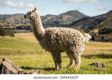 side view of a white alpaca standing in the Andean region of Ecuador. The image showcases the alpaca’s fluffy coat and distinctive features against the backdrop of the Andean landscape - Powered by Shutterstock