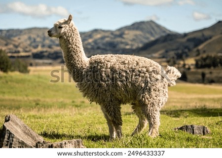 side view of a white alpaca standing in the Andean region of Ecuador. The image showcases the alpaca’s fluffy coat and distinctive features against the backdrop of the Andean landscape