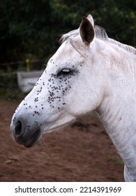 Side View Of White Andalusian Mare With The Face Full Of Flies On A Hot Summer Day.