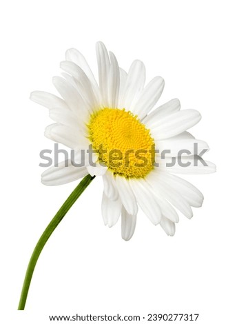 Side view of white daisy flower isolated cutout on white background
