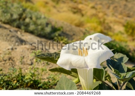 side view from White desert wildflower called Sacred Datura wrightii, angel's trumpet or Jimson weed in iran with morning light on it