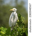 Side view of a white egret from close quarters…