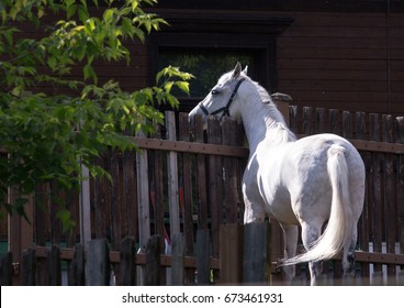 Sade View Horse Images Stock Photos Vectors Shutterstock