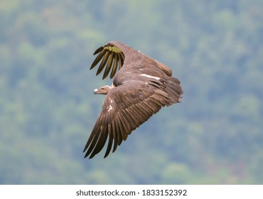 Side View Of White Rumped Vulture Flying On Sky