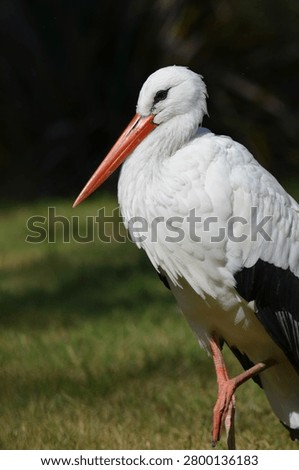 Side view of a white stork standing by a pond