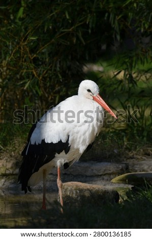 Side view of a white stork standing by a pond