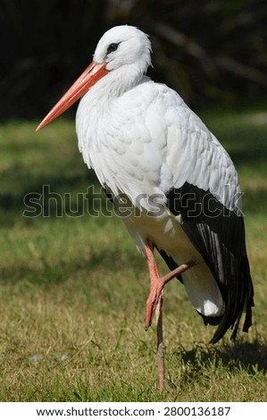 Side view of a white stork standing by a pond