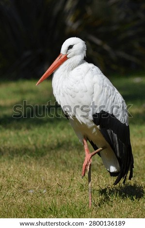 Side view of a white stork standing by a pond