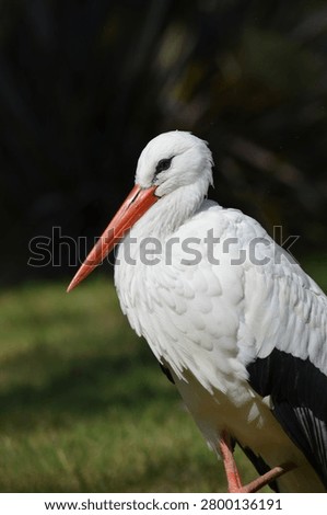 Side view of a white stork standing by a pond