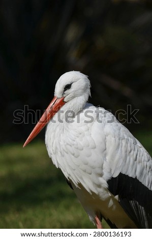 Side view of a white stork standing by a pond