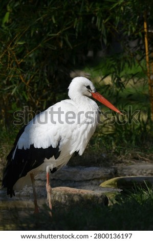 Side view of a white stork standing by a pond