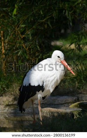 Side view of a white stork standing by a pond