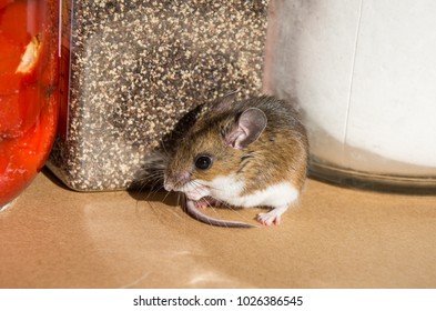 Side View Of A Wild Brown House Mouse In Front Of Ground Pepper In A Kitchen Cabinet.His Tail Is Wrapped Around Him And He Looks Like He Is Praying. White And Red Jars Of Food Are In The Pantry Behind