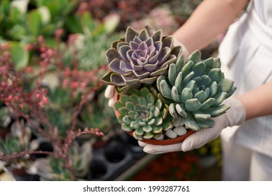 Side view at woman hands wearing rubber gloves and white clothes holding succulents or cactus in pots with other green plants in background - Powered by Shutterstock