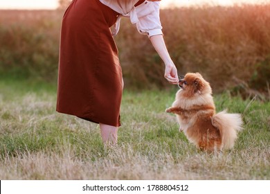 Side view of a woman training a dog outdoors on a summer day.Cute little fluffy red dog breed Pomeranian.Training time.