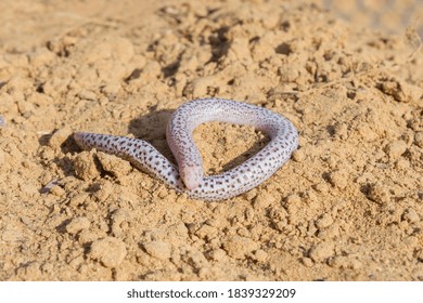 side view of  zarundnyi´s worm lizard found on desert, abudhabi, uae - Shutterstock ID 1839329209