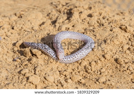 side view of  zarundnyi´s worm lizard found on desert, abudhabi, uae