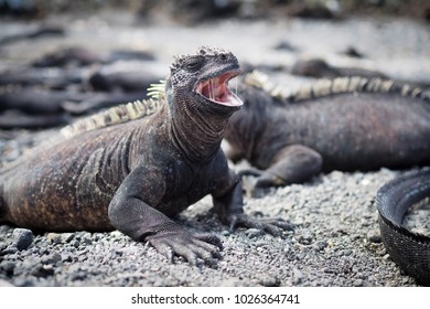 side view of a yawning Galapagos Marine Iguana amongst a group of Iguanas