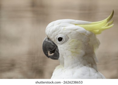 side view of a yellow crested cockatoo