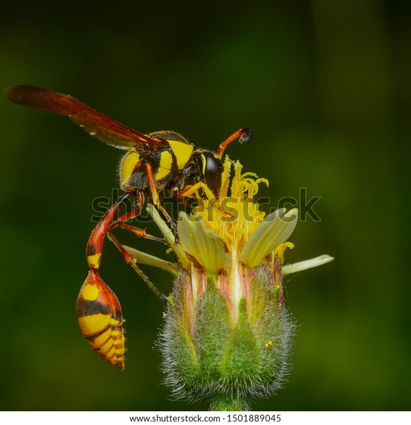 Side View Yellow Potter Wasp Delta Stock Photo 1501889045 | Shutterstock