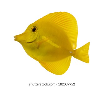 Side view of a Yellow Tang, Zebrasoma flavescens, isolated on white