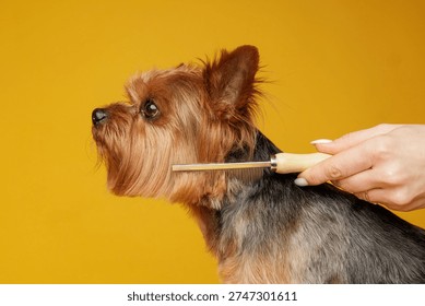 Side view of a Yorkshire terrier while a hand combs its fur with a grooming comb against bright yellow studio background. Concept of dog grooming, coat care, shedding control and responsible pet ownership.