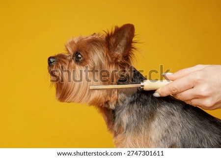 Side view of a Yorkshire terrier while a hand combs its fur with a grooming comb against bright yellow studio background. Concept of dog grooming, coat care, shedding control and responsible pet ownership.